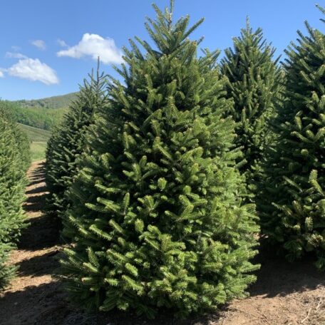 árbol de navidad natural importado